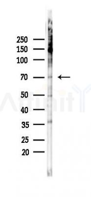 Phospho-PKC-pan (Thr497) Antibody - Western blot analysis of lysates from PC12 cells(starvation 24h treatment), using Phospho-PKC-pan (Thr497) Antibody at 1/1000 dilution.