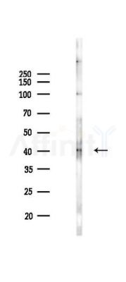 Phospho-MKP1/2 (Ser296/Ser318) Antibody - Western blot analysis of lysates from PC12 cells(LPS 4h treatment), using Phospho-MKP1/2 (Ser296/Ser318) Antibody at 1/1000 dilution.