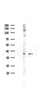 Phospho-JNK1/2/3 (Thr183) Antibody - Western blot analysis of lysates from K562 cells(heat-shock 45min treatment), using Phospho-JNK1/2/3 (Thr183) Antibody at 1/1000 dilution.