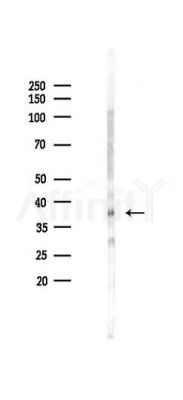 Phospho-JNK1/2/3 (Tyr185) Antibody - Western blot analysis of lysates from Mouse brain, using Phospho-JNK1/2/3 (Tyr185) Antibody at 1/1000 dilution.