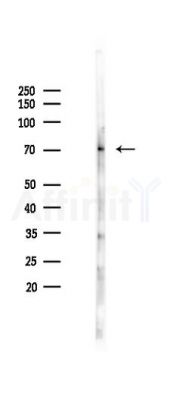 Phospho-LIMK2 (Ser283) Antibody - Western blot analysis of lysates from Mouse brain, using Phospho-LIMK2 (Ser283) Antibody at 1/1000 dilution.