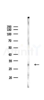 Phospho-14-3-3 zeta/delta (Thr232) Antibody - Western blot analysis of lysates from PC12 cells(LPS 4h treatment), using Phospho-14-3-3 zeta/delta (Thr232) Antibody at 1/1000 dilution.