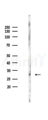 Phospho-14-3-3 zeta/delta (Thr232) Antibody - Western blot analysis of lysates from Rat liver, using Phospho-14-3-3 zeta/delta (Thr232) Antibody at 1/1000 dilution.