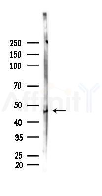 Phospho-MDM2 (Ser166) Antibody - Western blot analysis of lysates from Rat brain, using Phospho-MDM2 (Ser166) Antibody at 1/1000 dilution.