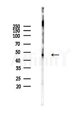 Phospho-CaMKII alpha/delta (Thr286) Antibody - Western blot analysis of lysates from Rat brain, using Phospho-CaMKII alpha/delta (Thr286) Antibody at 1/1000 dilution.