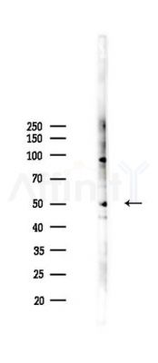 Phospho-MAFB (Ser304) Antibody - Western blot analysis of lysates from 293 cells(LPS 4h treatment), using Phospho-MAFB (Ser304) Antibody at 1/1000 dilution.