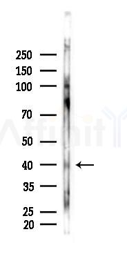 Phospho-AurB/C (Thr236/Thr202) Antibody - Western blot analysis of lysates from Rat brain, using Phospho-AurB/C (Thr236/Thr202) Antibody at 1/1000 dilution.