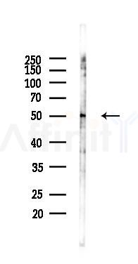 Phospho-Foxp3 (Ser19) Antibody - Western blot analysis of lysates from RAW264.