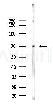 Phospho-IRF7 (Ser439) Antibody - Western blot analysis of lysates from RAW264.