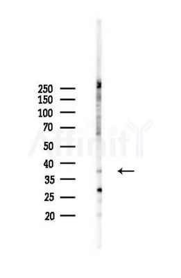 Phospho-SIRT6 (Thr294) Antibody - Western blot analysis of lysates from 293 cells(LPS 4h treatment), using Phospho-SIRT6 (Thr294) Antibody at 1/1000 dilution.