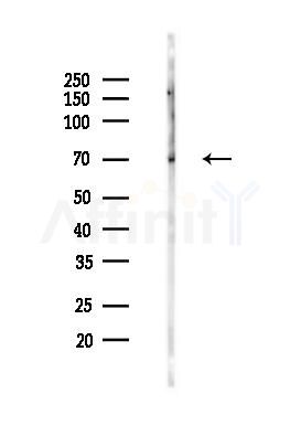 Phospho-CRTC3 (Ser162) Antibody - Western blot analysis of lysates from Rat brain, using Phospho-CRTC3 (Ser162) Antibody at 1/1000 dilution.