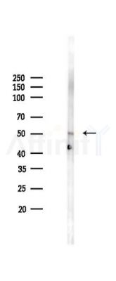 Phospho-Beclin 1 (Ser234) Antibody - Western blot analysis of lysates from Rat testis, using Phospho-Beclin 1 (Ser234) Antibody at 1/1000 dilution.
