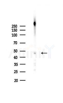 Phospho-EEF1A2 (Ser358) Antibody - Western blot analysis of lysates from Mouse testis, using Phospho-EEF1A2 (Ser358) Antibody at 1/1000 dilution.