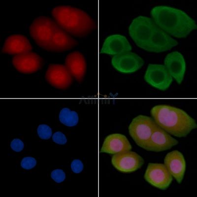 Phospho-ID2 (Thr27) Antibody - AF3622 staining Hela cells(45min of heat-shock treatment) by IF/ICC.
