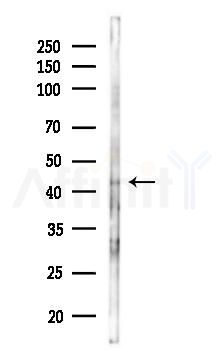 Phospho-YB1 (Ser102) Antibody - Western blot analysis of lysates from A2780 cells(LPS 4h treatment), using Phospho-YB1 (Ser102) Antibody at 1/1000 dilution.