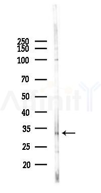 Phospho-RPS6 (Ser6) Antibody - Western blot analysis of lysates from Mouse testis, using Phospho-RPS6 (Ser6) Antibody at 1/1000 dilution.