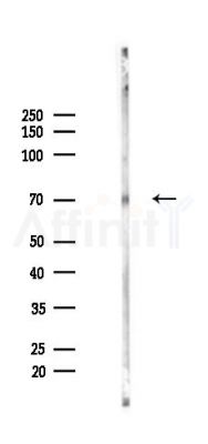 Phospho-CXCR4 (Ser324/Ser325) Antibody - Western blot analysis of lysates from Rat brain, using Phospho-CXCR4 (Ser324/Ser325) Antibody at 1/1000 dilution.