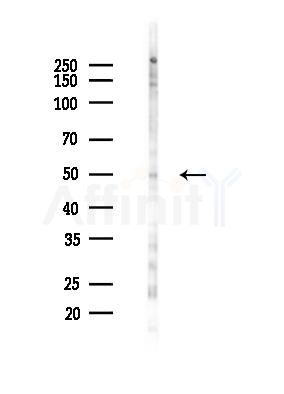 Phospho-HNF4 alpha (Ser304) Antibody - Western blot analysis of lysates from PC12 cells(LPS 4h treatment), using Phospho-HNF4 alpha (Ser304) Antibody at 1/1000 dilution.