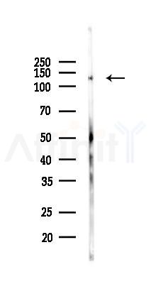Phospho-N Cadherin (Tyr820) Antibody - Western blot analysis of lysates from Mouse brain, using Phospho-N Cadherin (Tyr820) Antibody at 1/1000 dilution.