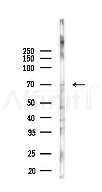 Phospho-Synapsin I (Ser62/Ser67) Antibody - Western blot analysis of lysates from Mouse brain, using Phospho-Synapsin I (Ser62/Ser67) Antibody at 1/1000 dilution.