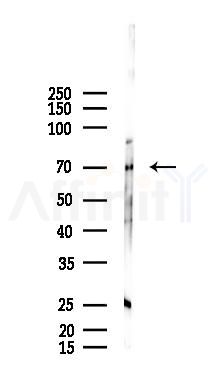 Phospho-AIRE (Ser156) Antibody - Western blot analysis of lysates from Mouse testis, using Phospho-AIRE (Ser156) Antibody at 1/1000 dilution.