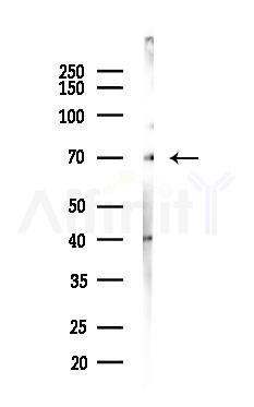Phospho-AIRE (Ser156) Antibody - Western blot analysis of lysates from 293 cells(LPS 4h treatment), using Phospho-AIRE (Ser156) Antibody at 1/1000 dilution.