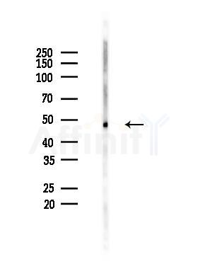 Phospho-RIPK3 (Ser199) Antibody - Western blot analysis of lysates from Rat testis, using Phospho-RIP3/RIPK3 (Ser199) Antibody at 1/1000 dilution.