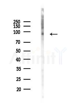 Phospho-Cdc27 (Thr244) Antibody - Western blot analysis of lysates from Mouse brain, using Phospho-Cdc27 (Thr244) Antibody at 1/1000 dilution.