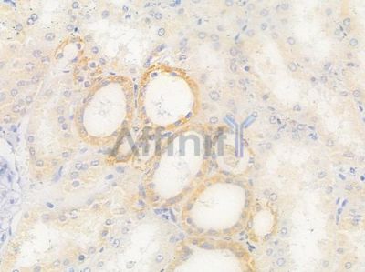 Phospho-FADD (Ser190) Antibody - AF3930 at 1/100 staining human normal kidney tissue by IHC-P.