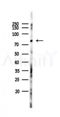 Phospho-HSF1 (Thr142) Antibody - Western blot analysis of lysates from Hela cells(starvation 24h treatment), using Phospho-HSF1 (Thr142) Antibody at 1/1000 dilution.