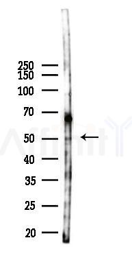Phospho-RUNX1 / AML1 (Ser435) Antibody - Western blot analysis of lysates from 293 cells(LPS 4h treatment), using Phospho-RUNX1 / AML1 (Ser435) Antibody at 1/1000 dilution.