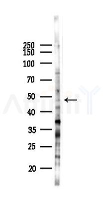 Phospho-RUNX1 / AML1 (Ser435) Antibody - Western blot analysis of lysates from B16F10-LUC cells(heat-shock 45min treatment), using Phospho-RUNX1 / AML1 (Ser435) Antibody at 1/1000 dilution.