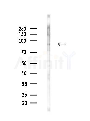 Phospho-Trk B (Tyr706/Tyr707) Antibody - Western blot analysis of lysates from RAW264.