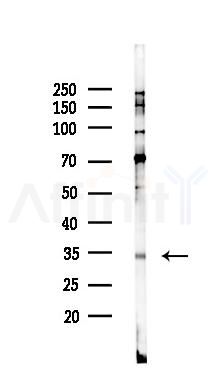 Phospho-C/EBP epsilon (Thr74) Antibody - Western blot analysis of lysates from Hela cells(starvation 24h treatment), using Phospho-C/EBP epsilon (Thr74) Antibody at 1/1000 dilution.