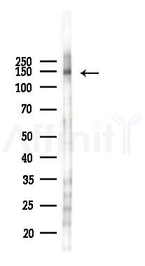 Phospho-CD22 (Tyr807) Antibody - Western blot analysis of lysates from 293 cells(LPS 4h treatment), using Phospho-CD22 (Tyr807) Antibody at 1/1000 dilution.