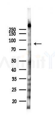 Phospho-APLP2 (Tyr755) Antibody - Western blot analysis of lysates from 293 cells(LPS 4h treatment), using Phospho-APLP2 (Tyr755) Antibody at 1/1000 dilution.