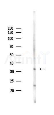 Nanog Antibody - Western blot analysis of lysates from Mouse lung, using Nanog Antibody at 1/1000 dilution.