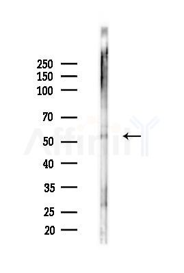 GSDMD Antibody - Western blot analysis of lysates from RAW264.