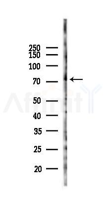ABCG2 Antibody - Western blot analysis of lysates from 293 cells(LPS 4h treatment), using ABCG2 Antibody at 1/1000 dilution.