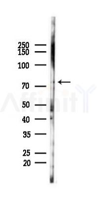 ABCG2 Antibody - Western blot analysis of lysates from Mouse testis, using ABCG2 Antibody at 1/1000 dilution.