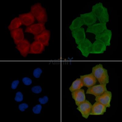 ABCG2 Antibody - AF4041 staining Hela cells(45min of heat-shock treatment) by IF/ICC.