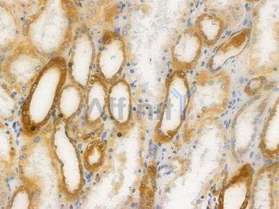 PKM2 Antibody - AF4048 at 1/100 staining human normal kidney tissue by IHC-P.