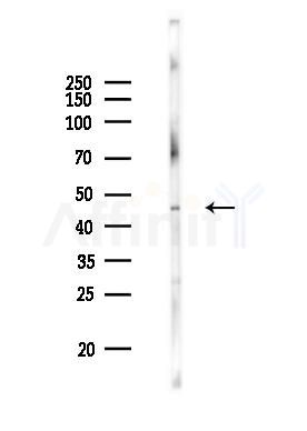 Neuroserpin Antibody - Western blot analysis of lysates from Mouse brain, using Neuroserpin Antibody at 1/1000 dilution.