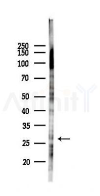 lin28b Antibody - Western blot analysis of lysates from 293 cells(LPS 4h treatment), using lin28b Antibody at 1/1000 dilution.