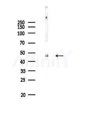 CNPase Antibody - Western blot analysis of lysates from Mouse brain, using CNPase Antibody at 1/1000 dilution.