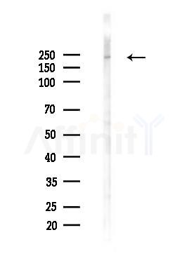 BRG1 Antibody - Western blot analysis of lysates from RAW264.