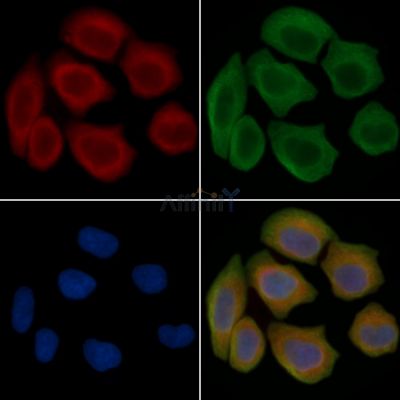 VEGFR3 Antibody - AF4201 staining Hela cells(45min of heat-shock treatment) by IF/ICC.