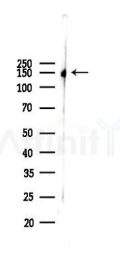 PER2 Antibody - Western blot analysis of lysates from 293 cells(LPS 4h treatment), using PER2 Antibody at 1/1000 dilution.