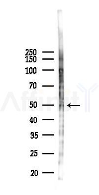 TAZ Antibody - Western blot analysis of lysates from 293 cells(LPS 4h treatment), using TAZ Antibody at 1/1000 dilution.