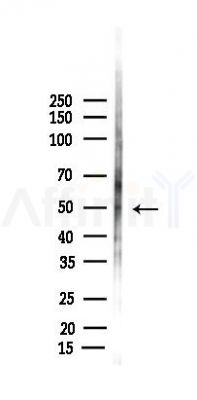 TAZ Antibody - Western blot analysis of lysates from Rat testis, using TAZ Antibody at 1/1000 dilution.